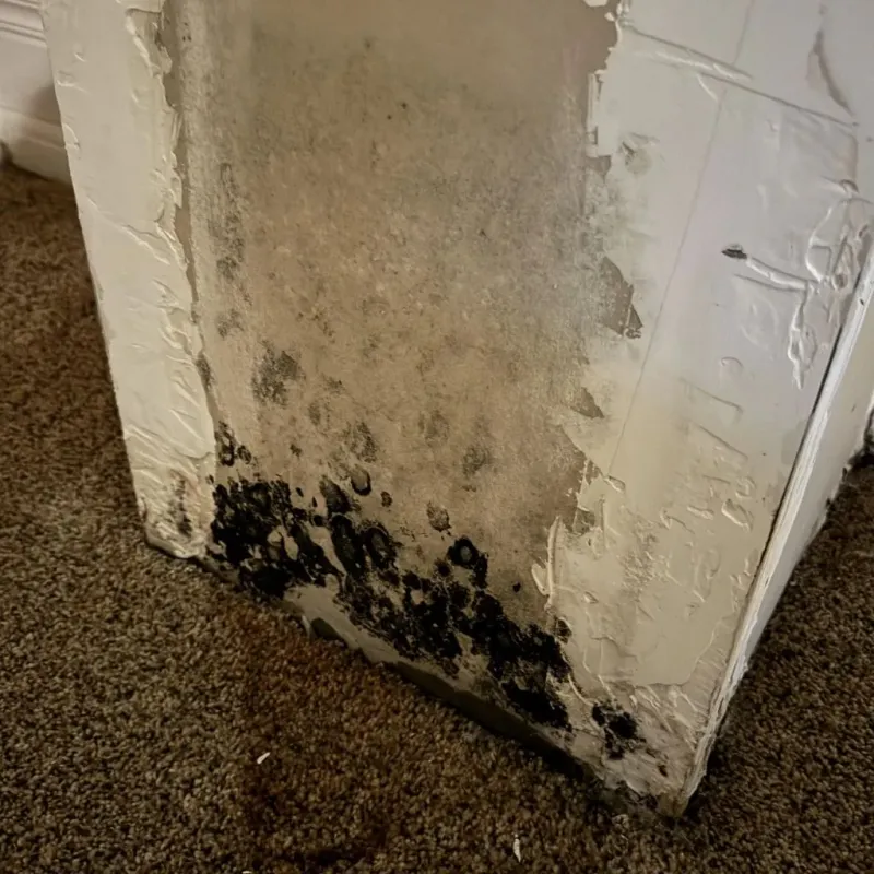 Professional Mold Removal in Olney, IL